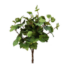 Load image into Gallery viewer, Grape Ivy Bush