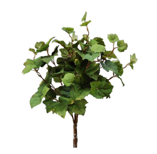 Grape Ivy Bush