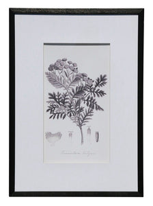 Botanical Black & White Print