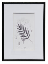 Load image into Gallery viewer, Botanical Black &amp; White Print