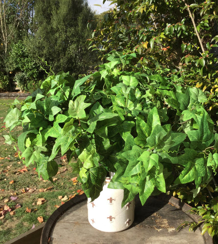 Ivy