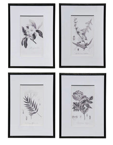 Botanical Black & White Print