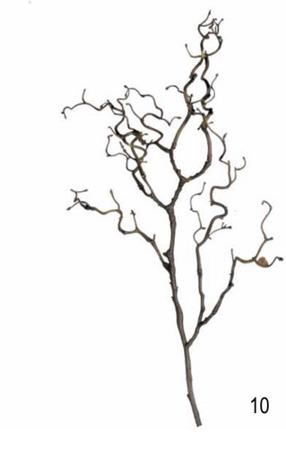 Twisted Willow Cutting