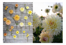 Load image into Gallery viewer, Floret Farms Discovering Dahlias - Hardback