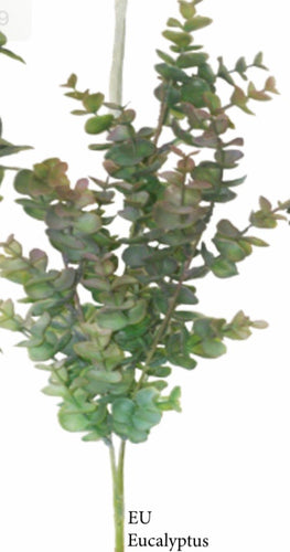 Eucalyptus