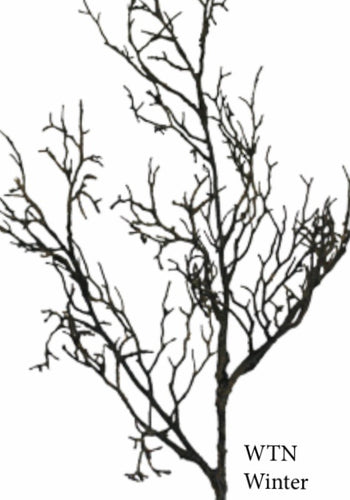 Winter Twig